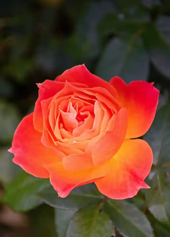 Zipag AG, Gartenpflege, orange Rose, 1000px