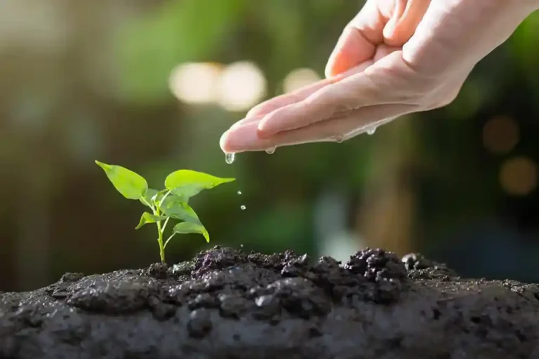 Zipag AG, Gartenpflege, Bild von Thophilong Soil, 1000px